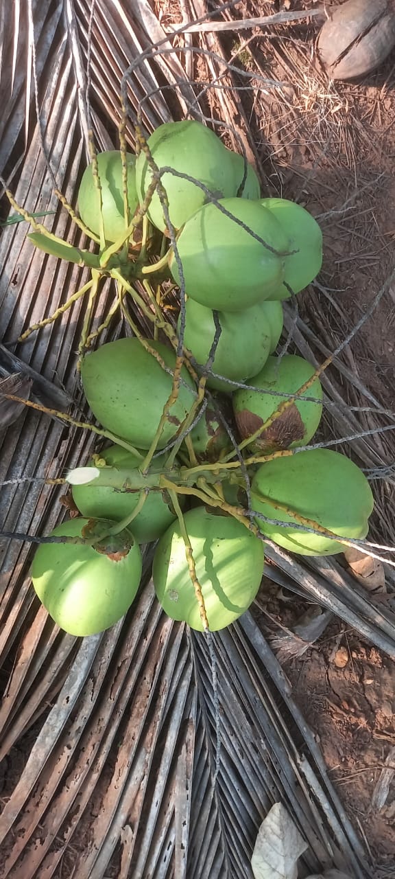 Fresh Coconut Horizontal